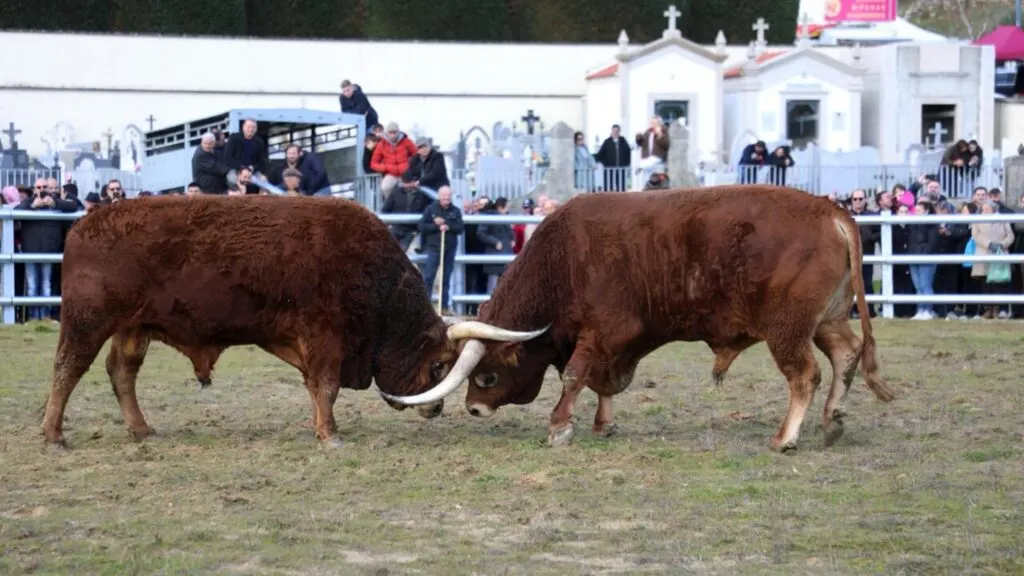 Feira Gastronómica do Porco em Boticas