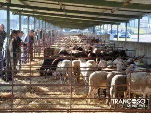 Feira de Santa Luzia em Trancoso