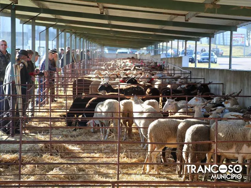 Feira de Santa Luzia em Trancoso