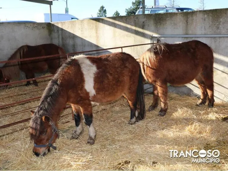 Póneis castanhos num curral da Feira Anual de Santa Luzia em Trancoso (2016)